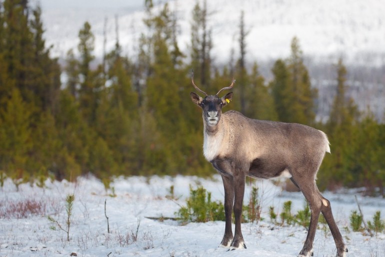 A file photo of caribou. Photo: Cory DeStein