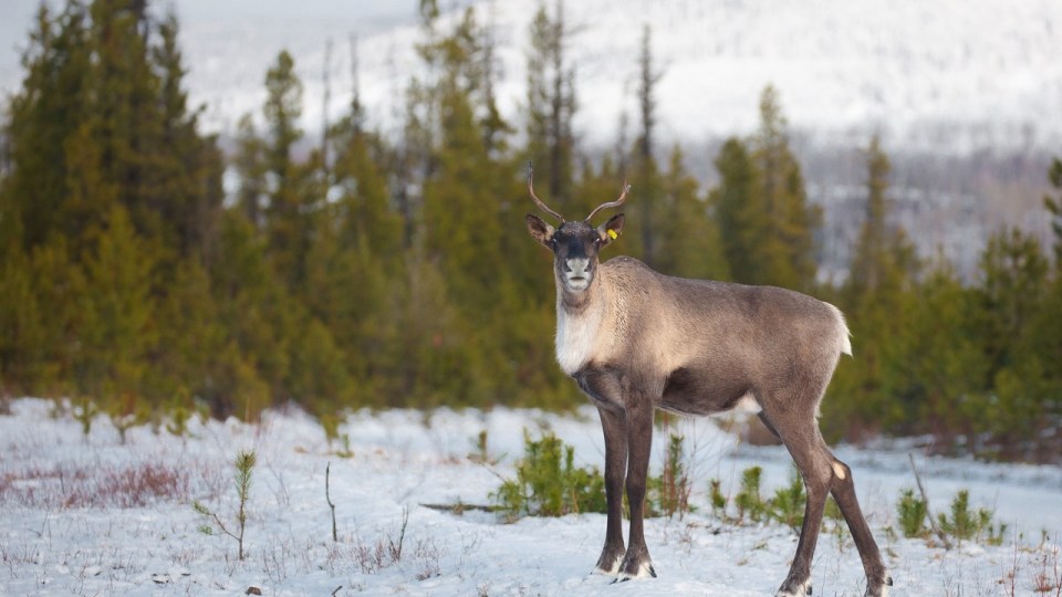 A file photo of caribou. Photo: Cory DeStein