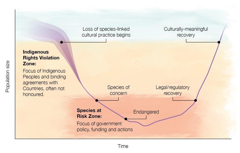 A diagram from Lamb et al (2023) shows how infringement on Indigenous rights starts at population levels much higher than those laid out in endangered species laws. (https://www.science.org/doi/10.1126/science.adg9830)