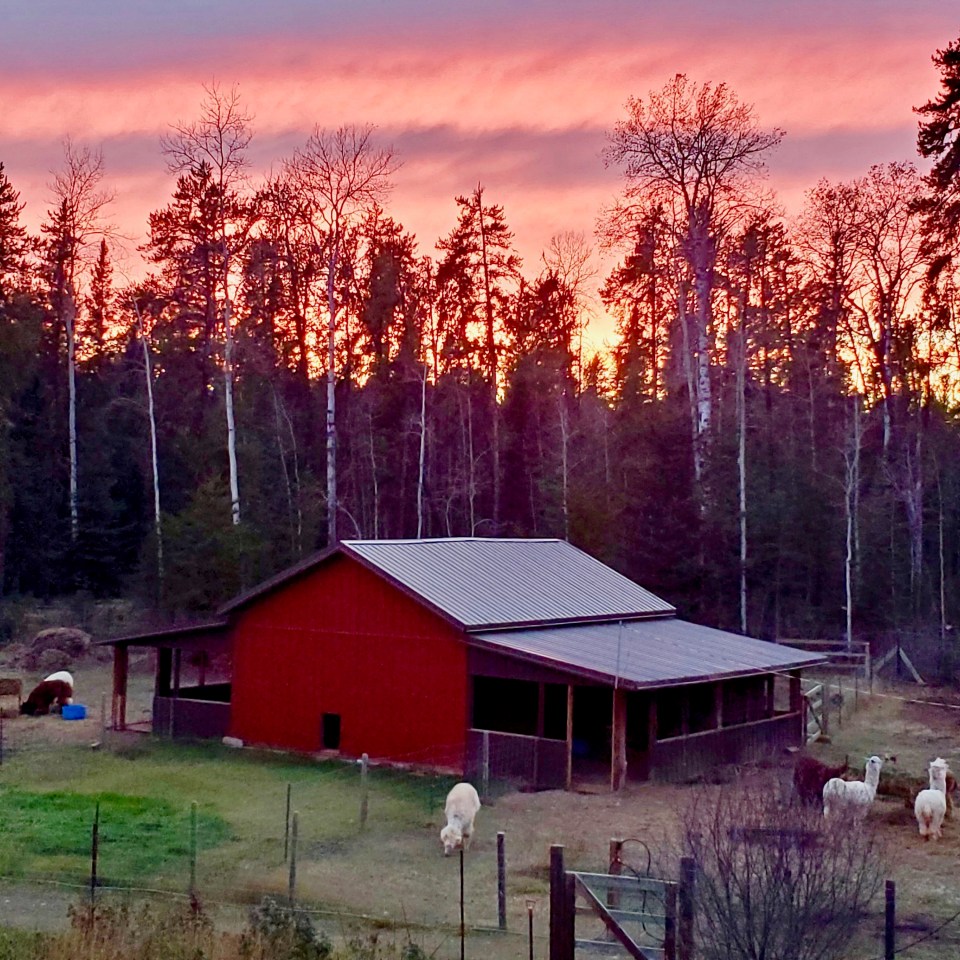 The Flat World Alpaca Farm