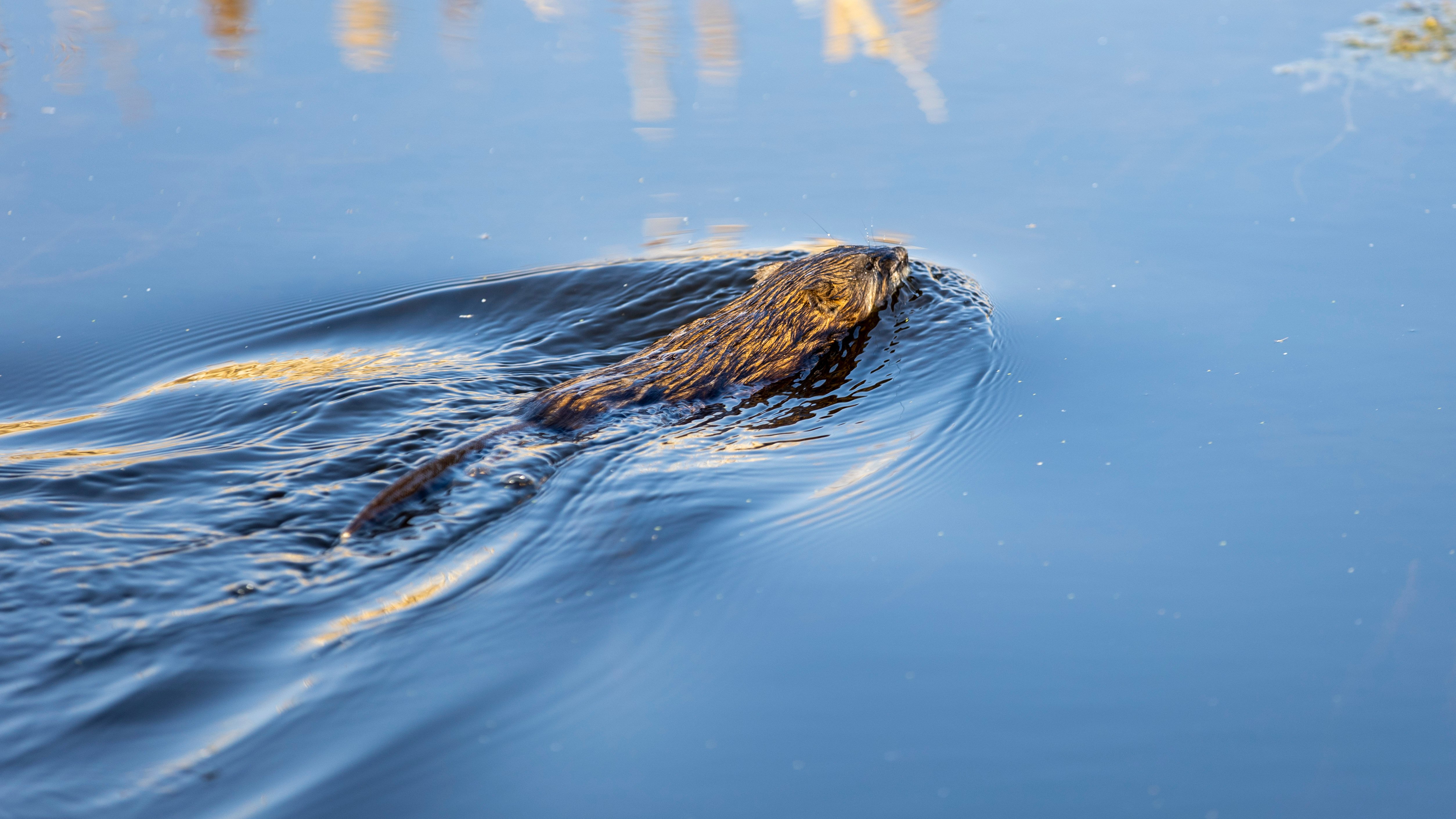 A muskrat in Yellowknife's Niven Lake in May 2023