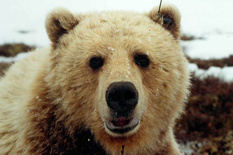 Bear G608 waking up from anesthesia. Photo: Rob Gau/GNWT Department of Environment and Climate Change