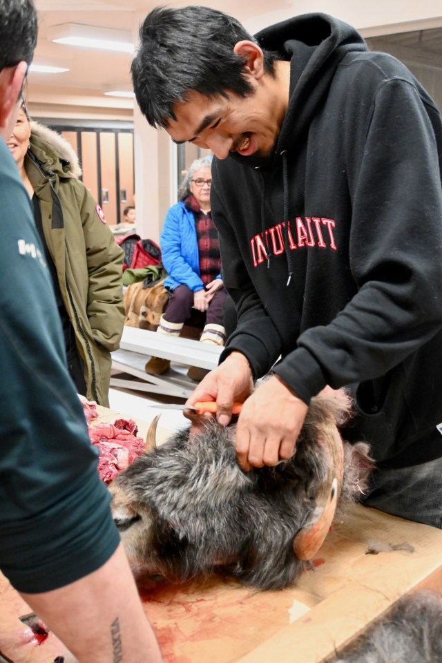 Tumma Elanik works with muskox. Jessica Norris and Kate Curtis/McGill University and University of Victoria