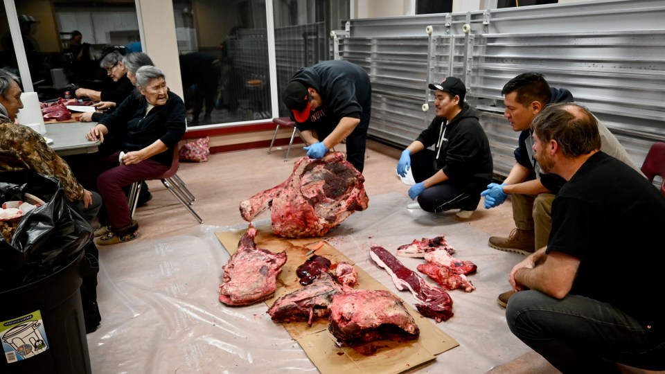 Community members in Aklavik help cut muskox meat. Jessica Norris and Kate Curtis/McGill University and University of Victoria