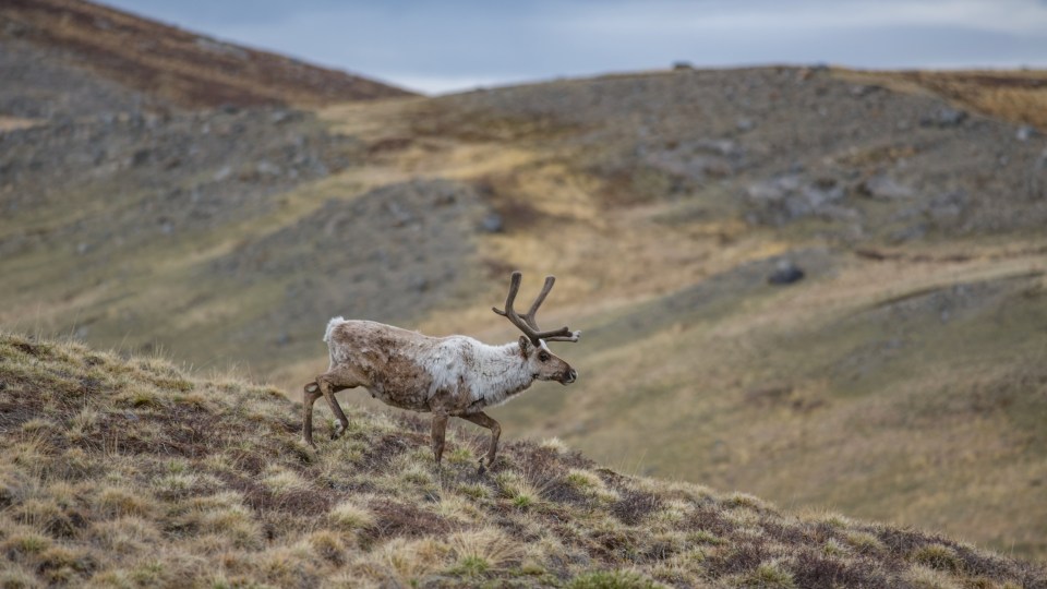 Caribou in Greenland. Jeffrey Kerby/Aarhus University