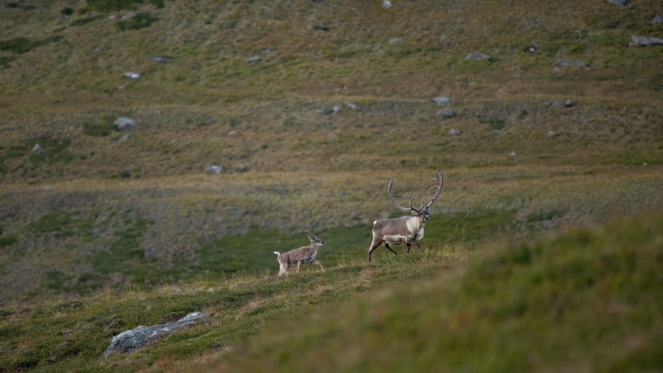 Caribou in Greenland. Jeffrey Kerby/Aarhus University