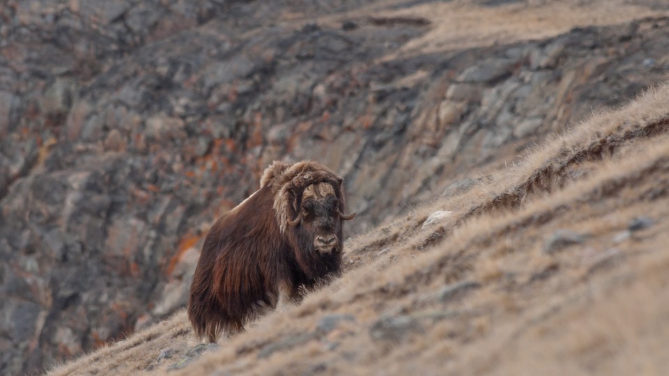 Muskox in Greenland. Jeffrey Kerby/Aarhus University