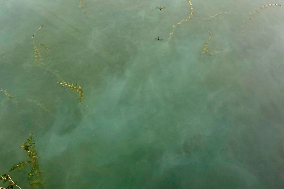 A GNWT photo of algal bloom in a corner of Yellowknife Bay.