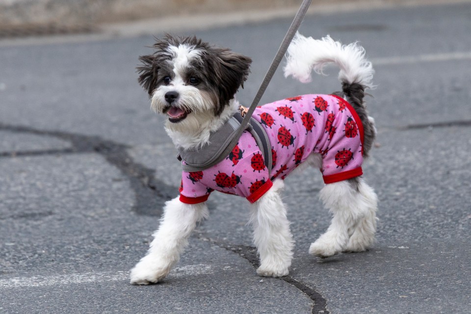 Perhaps the parade's lightest entrant.