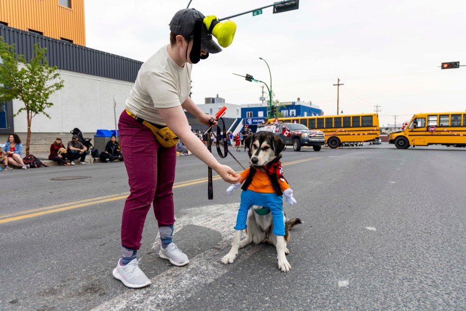 A dog attempts to masquerade as a human parade participant.