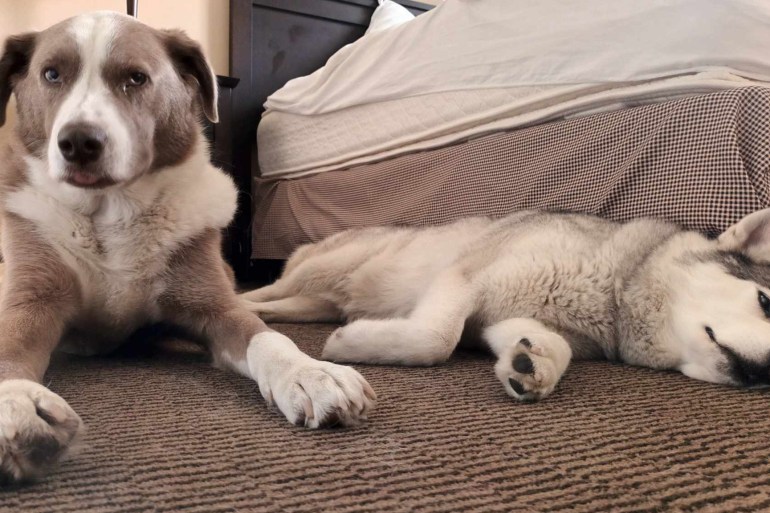 Finn and Jaya bored in a hotel room after evacuating to Red Deer from Yellowknife. Scott Letkeman/Cabin Radio