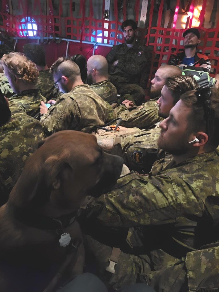One of Mayor Kandis Jameson's dogs on an evacuation flight. Photo: Town of Hay River