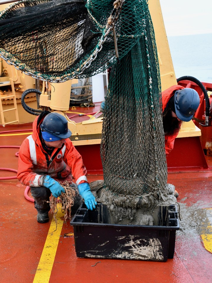 A long net collects samples of organisms living on the sea floor. Photo: Amundsen Science
