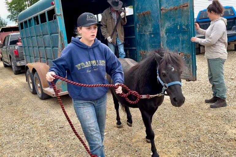 Horses arrive at a safe location in Alberta. Photo: Sienna Hart Kellar