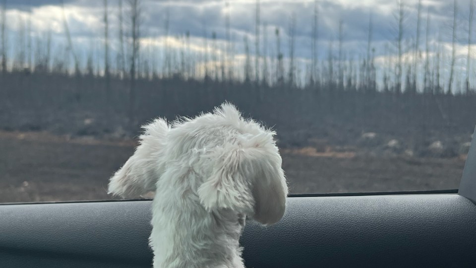 One of the dogs that evacuated with the Home Base Yellowknife group looks out the car window. Photo: Tammy Roberts