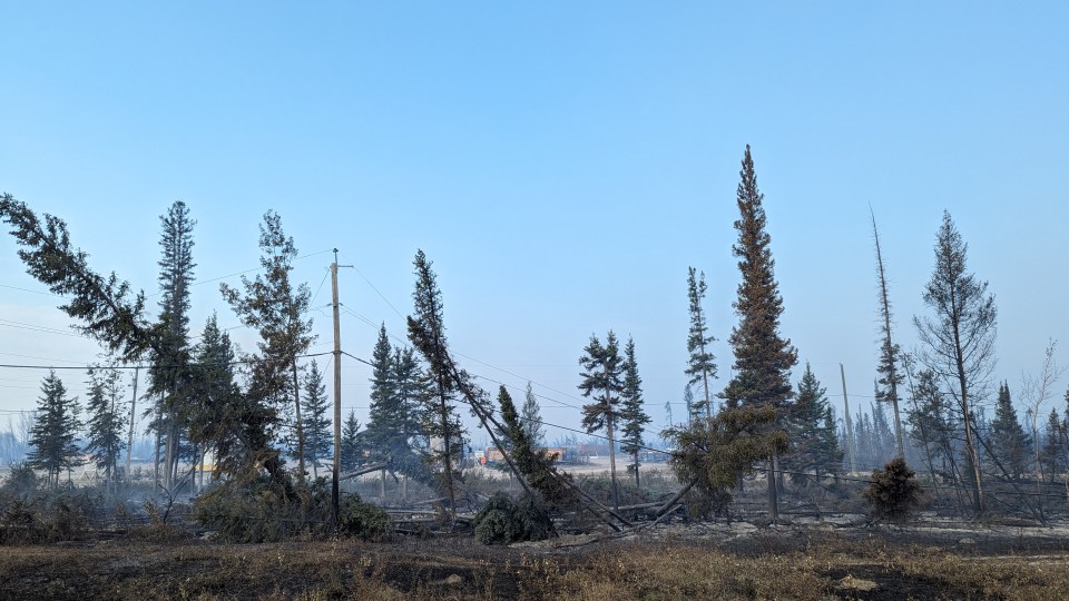 Downed trees rest on power lines in Enterprise on August 16, 2023. Sarah Pruys/Cabin Radio