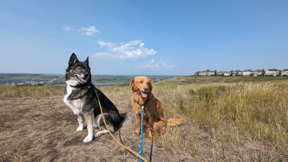 Penny and Blue evacuated to the suburbs of Calgary from Yellowknife, where they are enjoying watching deer and rabbits and wishing they were off-leash so they could chase them. Sarah Pruys/Cabin Radio