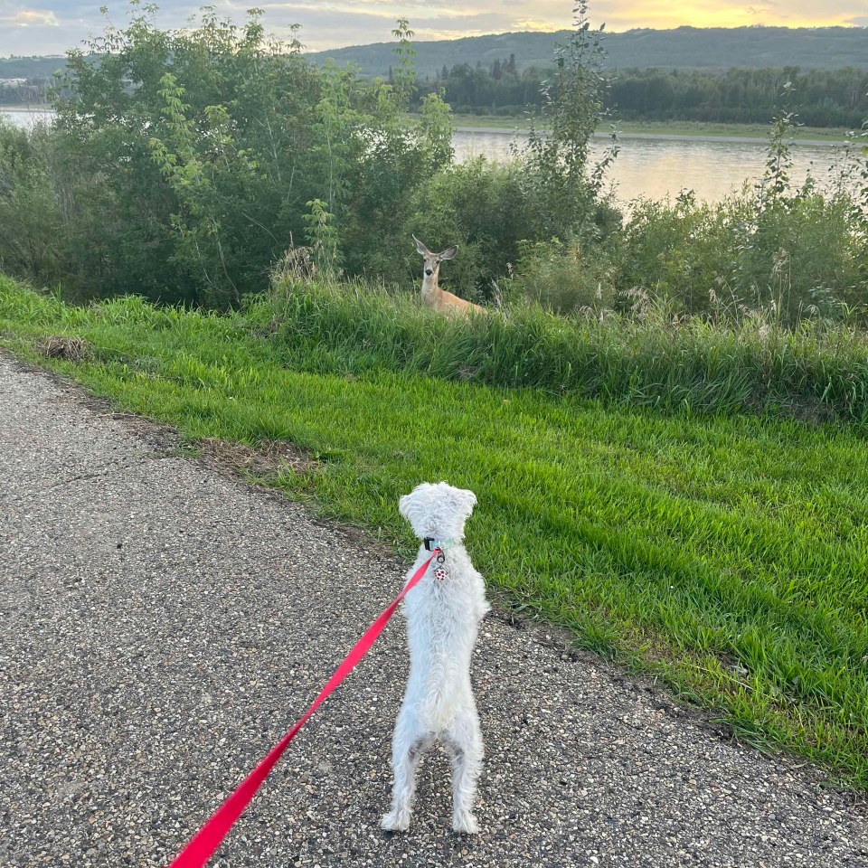 Poppy sees her first deer in Peace River. Photo: Loralea Wark