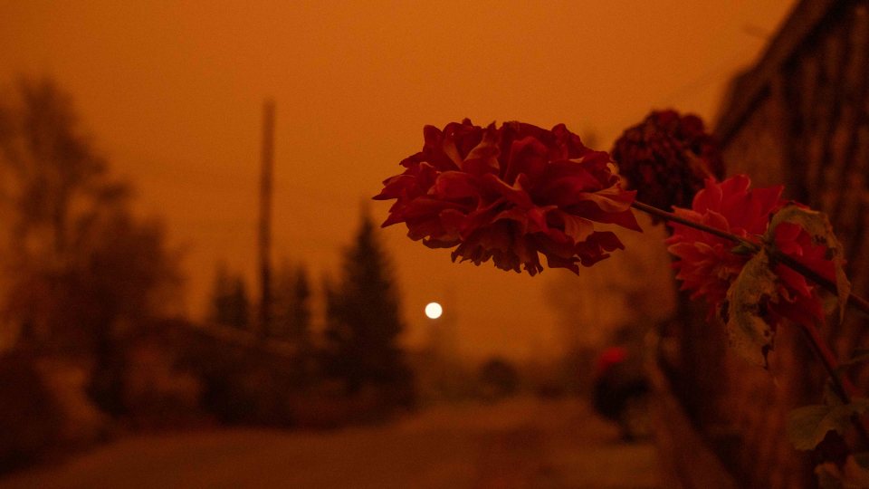 A flower is bathed in orange as wildfire smoke rolls over Yellowknife in September 2023. Sarah Pruys/Cabin Radio