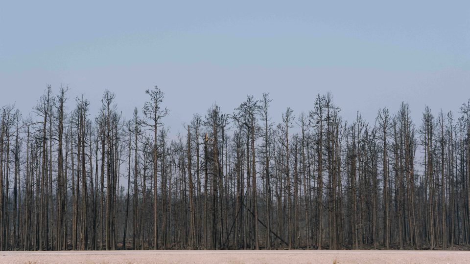 Burnt trees across from a Highway 3 pull-out north of McNallie Creek on August 16, 2023. Sarah Pruys/Cabin Radio