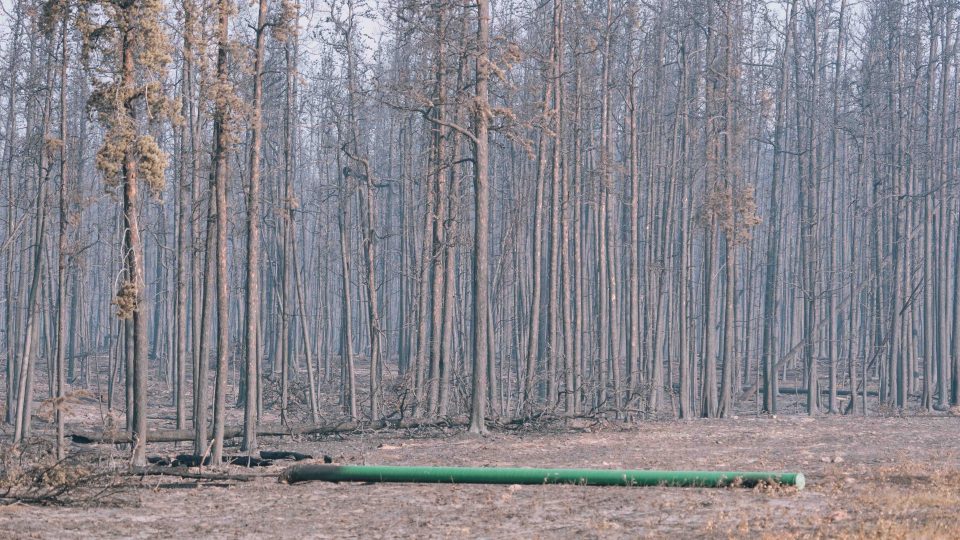 Burnt trees and a melted fibre line pole across from a Highway 3 pull-out north of McNallie Creek on August 16, 2023. Sarah Pruys/Cabin Radio