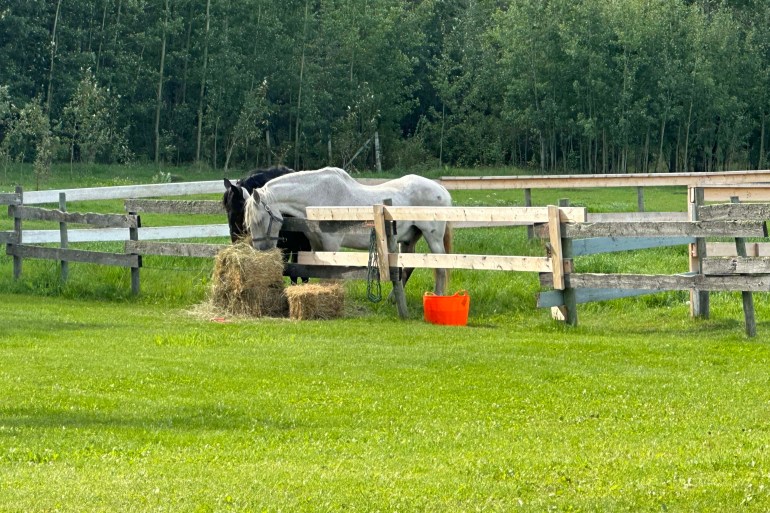 The white horse is 29-year-old Norm. Photo: Sienna Hart Kellar