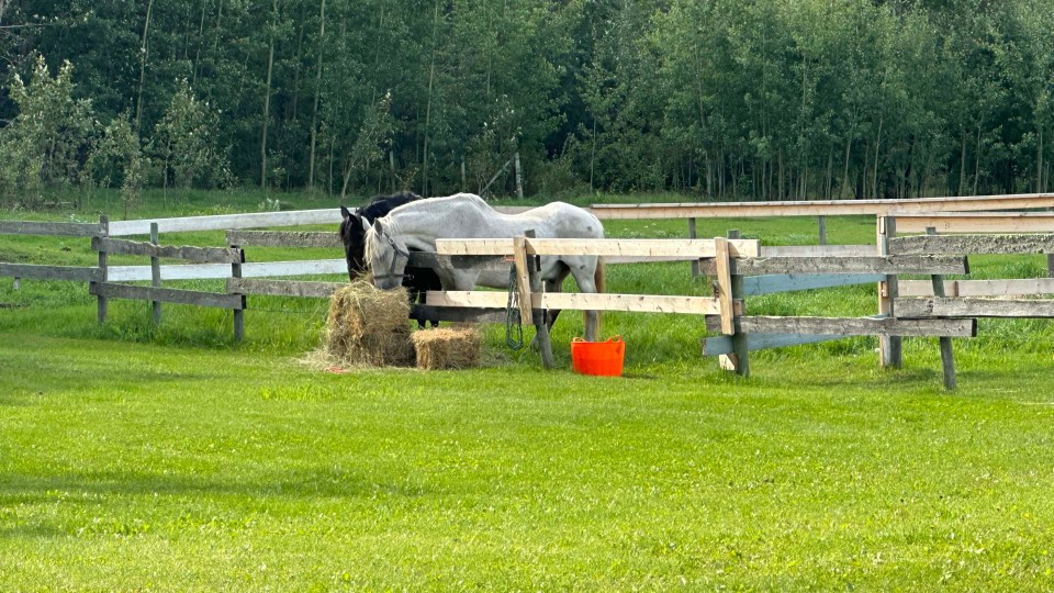 The white horse is 29-year-old Norm. Photo: Sienna Hart Kellar 