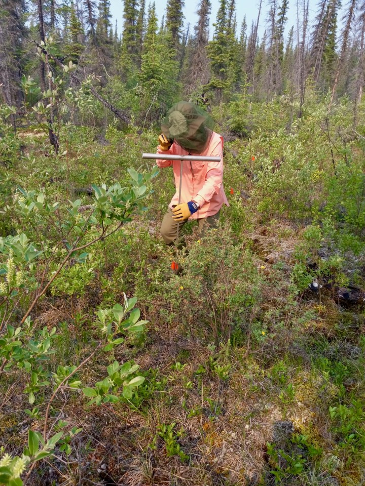 Abbi Baran uses a frost probe to measure seasonal frost layers and permafrost underground. Chloe Williams/Cabin Radio