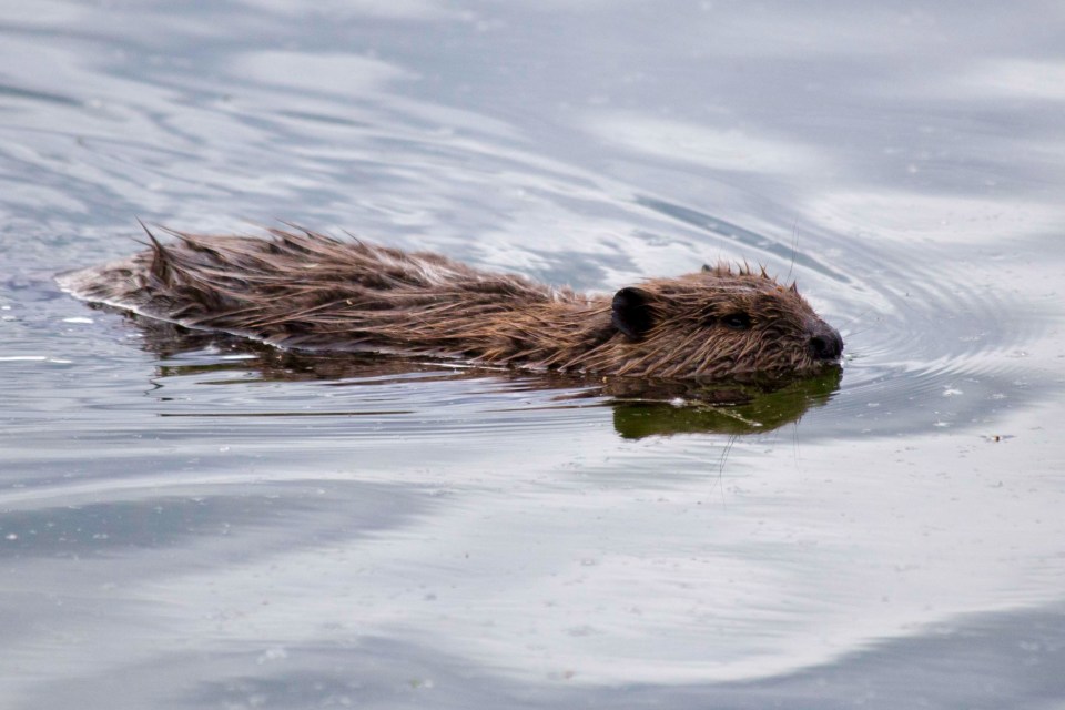 A beaver. Photo supplied by Ken Tape/A-bon