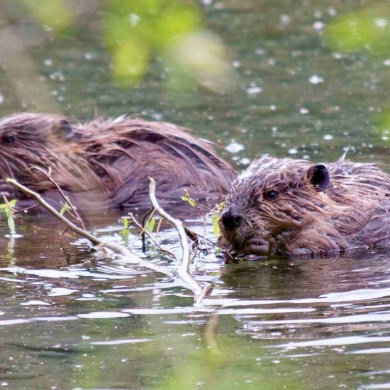 Beavers. Photo supplied by Ken Tape/A-Bon