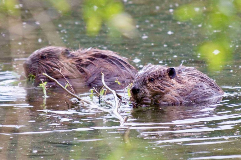 Beavers. Photo supplied by Ken Tape/A-Bon