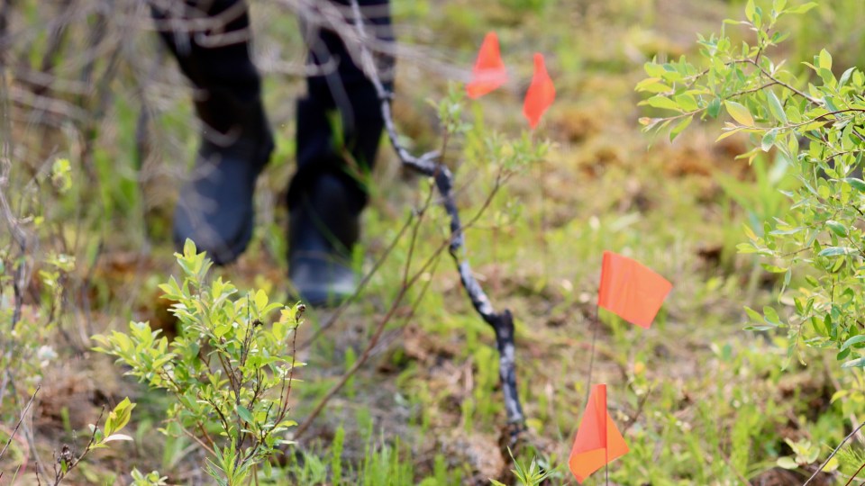 Orange flags mark one of the researchers' transects outside Whatì. Chloe Williams/Cabin Radio