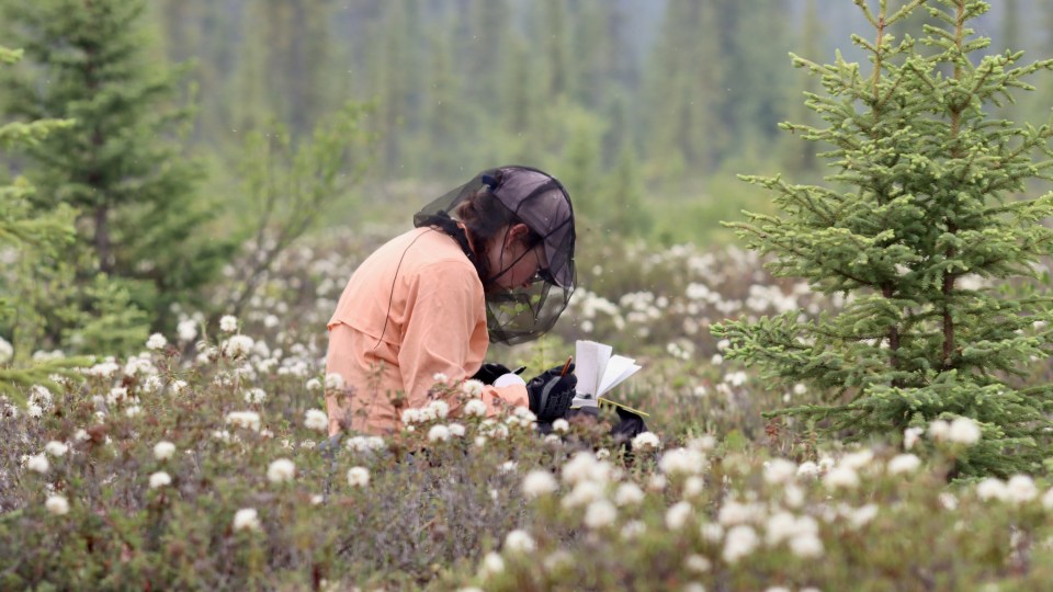 Stephanie Wright takes notes among flowering Labrador tea shrubs. Chloe Williams/Cabin Radio