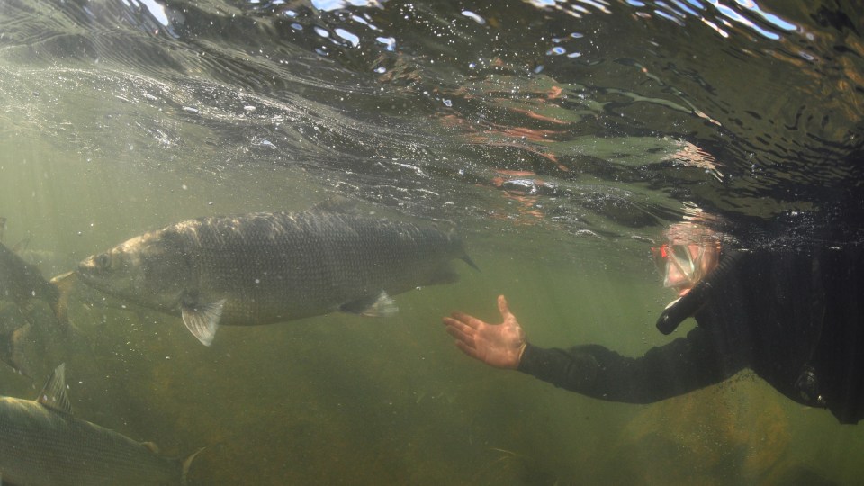 Vecsei snorkeling with a female inconnu. Paul Vecsei/Tłı̨chǫ Government