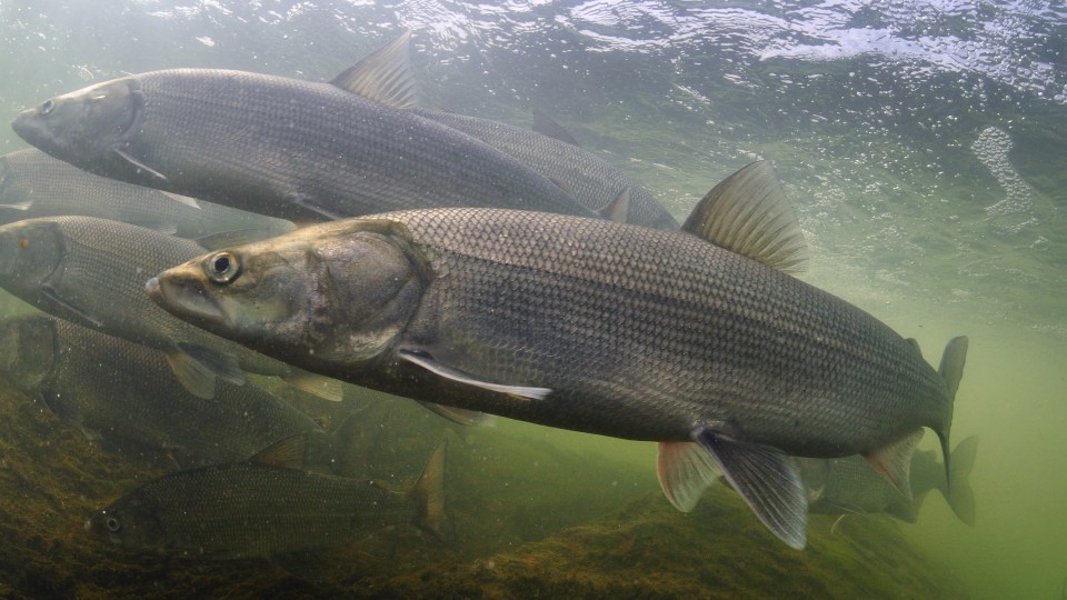 A group of adult inconnu during their upstream migration in the Marian River. Paul Vecsei/Tłı̨chǫ Government
