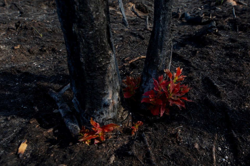 Shrubs return at the base of a forest burn area. Photo: Bill Braden