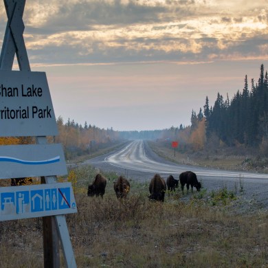 Wood bison munch grass along Highway 1 on September 15, seemingly unperturbed by wildfire smoke. Photo: Bill Braden