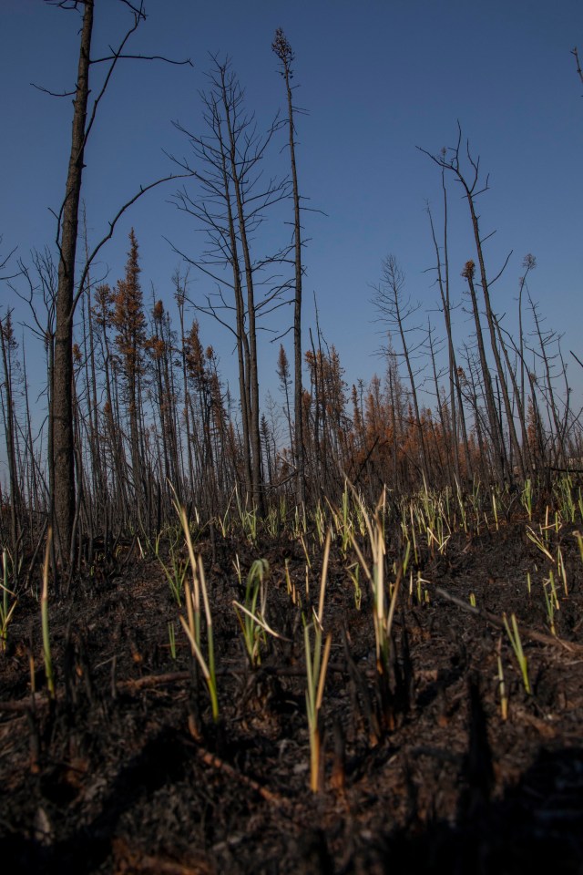 From the ashes, life is quick to return. Mere weeks after being scorched by wildfire, grasses and shrubs are creating carpets of green along Highway 3. Photo: Bill Braden