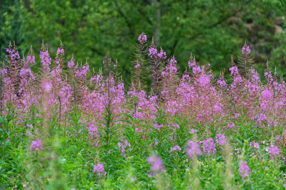 Fireweed in British Columbia