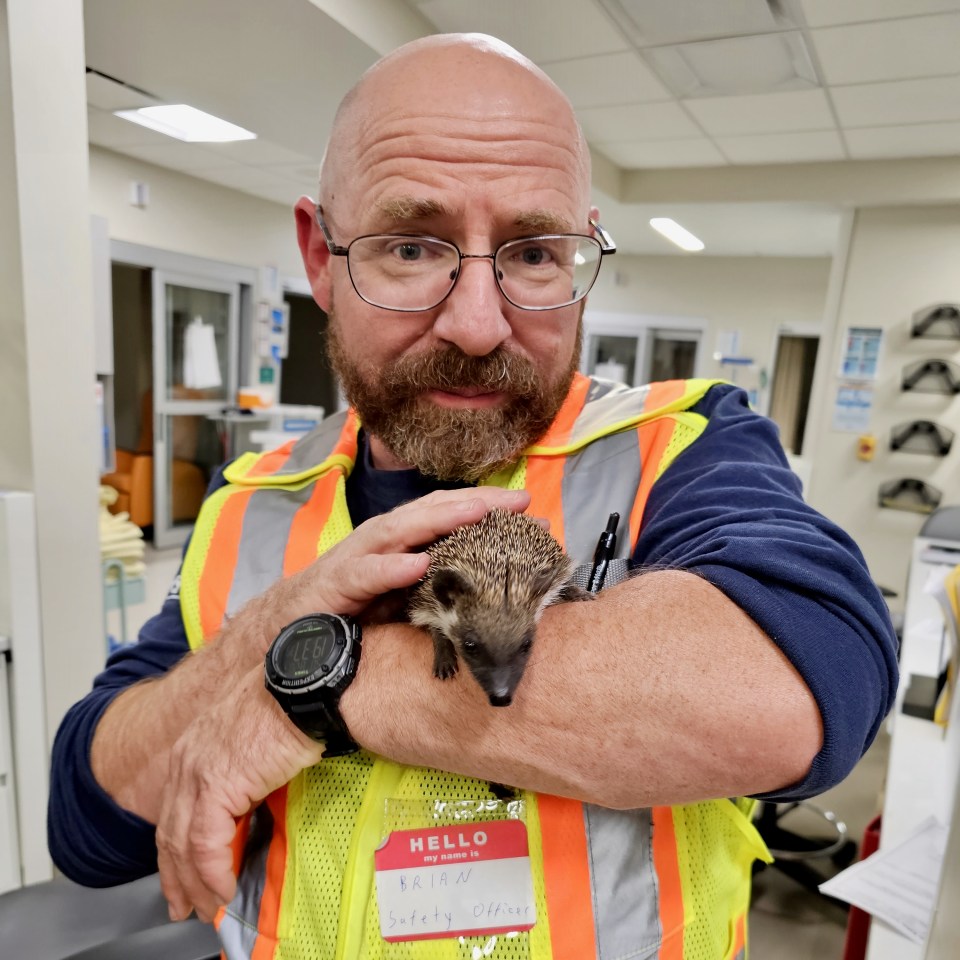 Brian Carrier, of Advanced Medical Solutions, poses with a hedgehog dropped off at Stanton Territorial Hospital during Yellowknife's evacuation. The health authority said a few people dropped off animals as they didn't know what else to do with them. Photo: NTHSSA