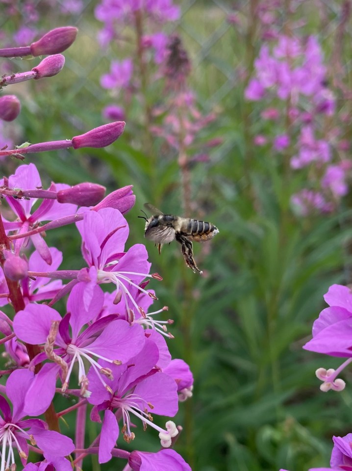 A leafcutter bee on some fireweed. Photo: Anthony Colangelo