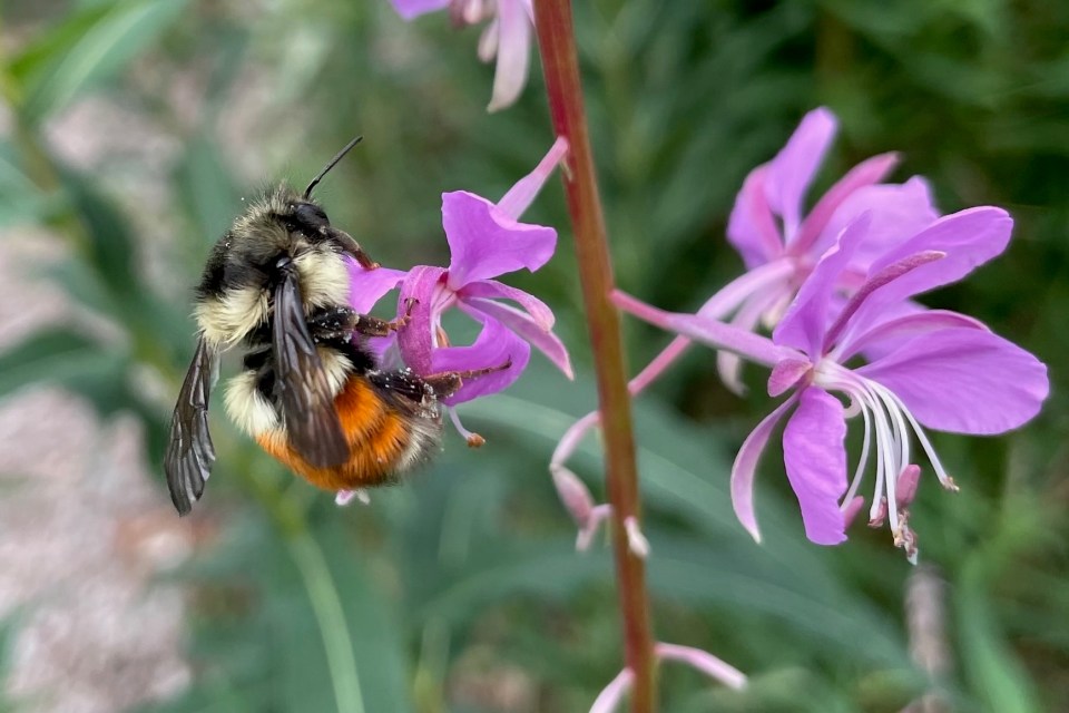 Forget Pok mon Try Finding All 110 Of The NWT s Bee Species forget-pok-mon-try-finding-all-110-of-the-nwt-s-bee-species