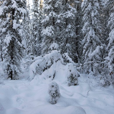 A blanket of snow along a trail north of Yellowknife. Ollie Williams/Cabin Radio
