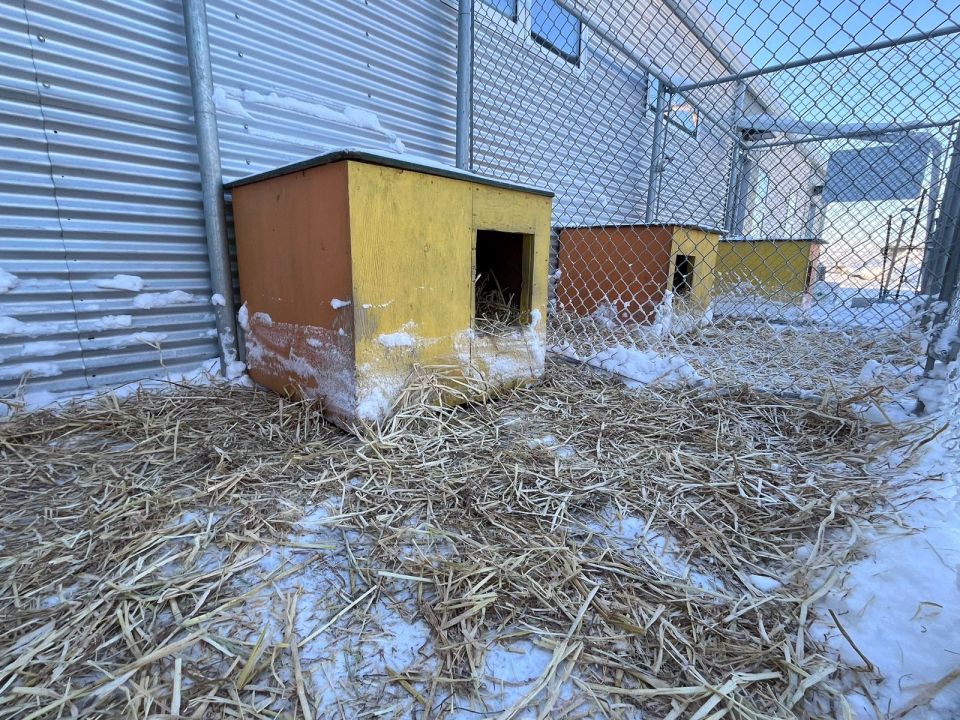 Dog houses at the NWT SPCA. Aastha Sethi/Cabin Radio