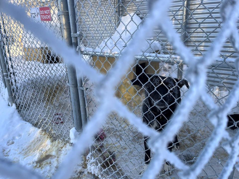 A dog outdoors at the NWT SPCA. Aastha Sethi/Cabin Radio