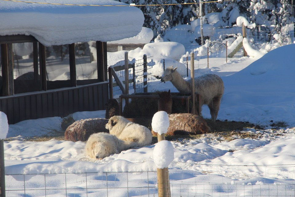 The dogs with the alpacas at a feeder. Photo: Submitted
