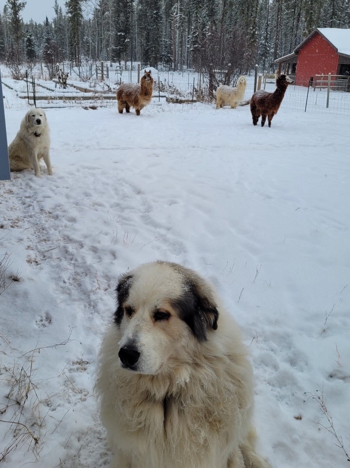 Dogs Luna and Cassie are pictured with some of the alpacas at the Flat World alpaca farm. Photo: Submitted