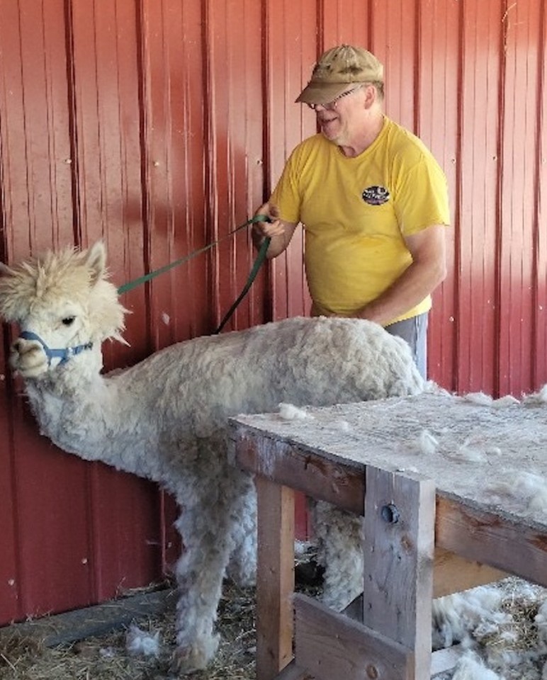 Mike Couvrette with Andy the alpaca. Photo: Submitted