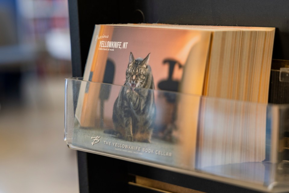 One of the Book Cellar's cats stars in their own postcard near the front door. Ollie Williams/Cabin Radio