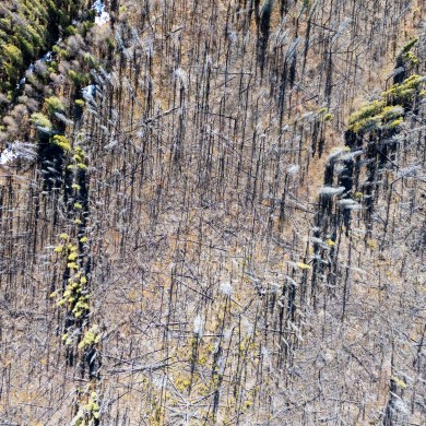 A burn area near Kakisa in April 2024. Ollie Williams/Cabin Radio